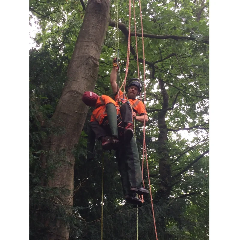 Ruth Lee™ Working at Height Training Manikin being rescued from a tall tree by rescue personnel, showcasing skilled rope rescue and rigging techniques in a challenging outdoor environment.